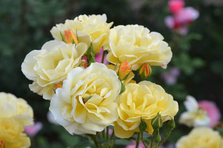 Four Stud China Roses: How 4 Flowers Revolutionized Western Gardening Forever