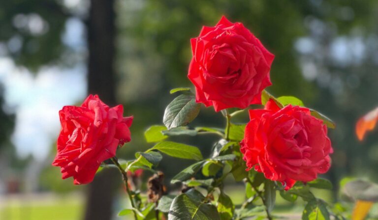 China Rose Scientific Classification: Complete Botanical Guide