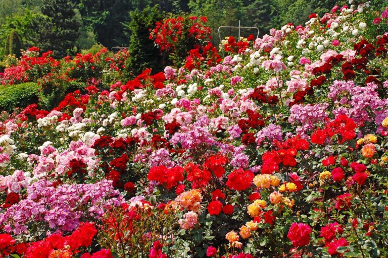 China Rose Varieties: Complete Expert Guide to 15+ Stunning Cultivars