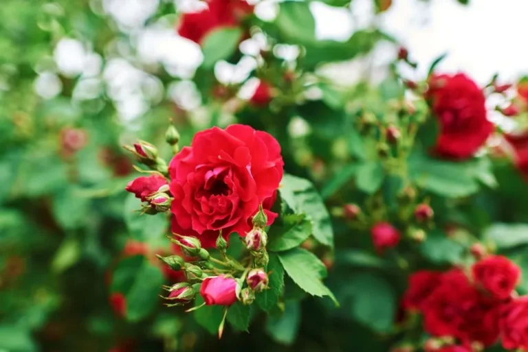 China Rose vs Hibiscus: 7 Critical Differences Every Gardener Must Know