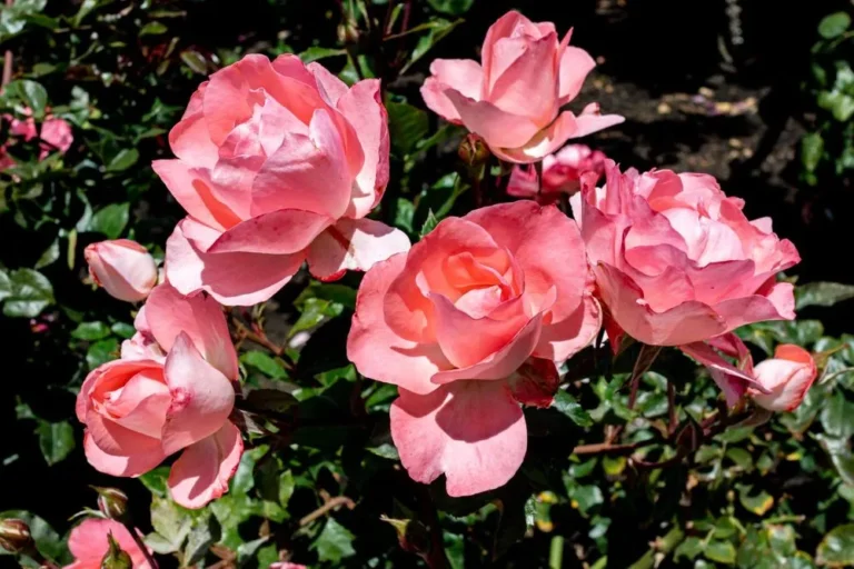 China Rose Botanical Anatomy: Complete Plant Structure Guide