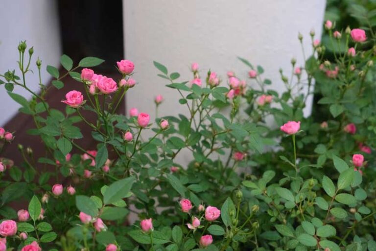 China Rose Identification: Complete Guide to Spot Authentic Rosa Chinensis